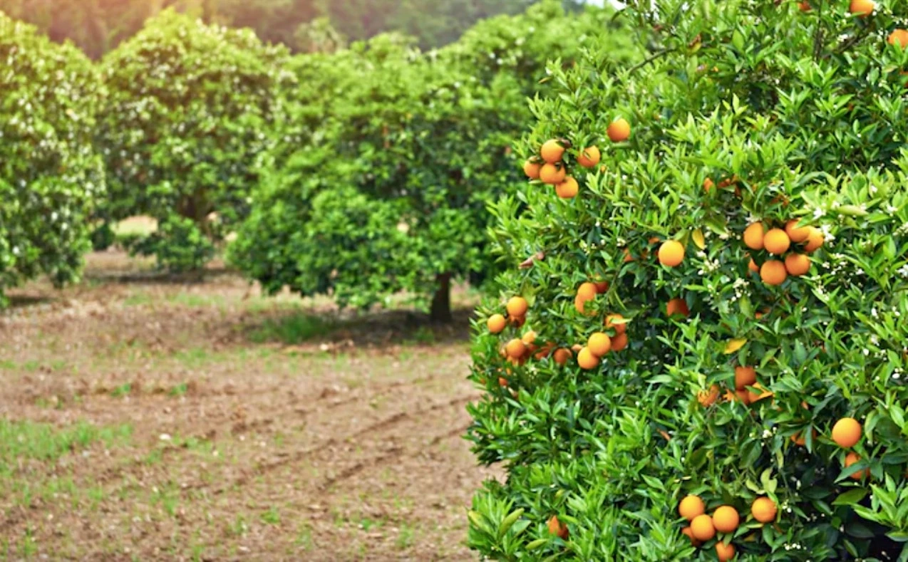 จัดอันดับ Top 10 วัตถุดิบที่ปล่อยคาร์บอนฟุตพริ้นท์มากที่สุดของโลก