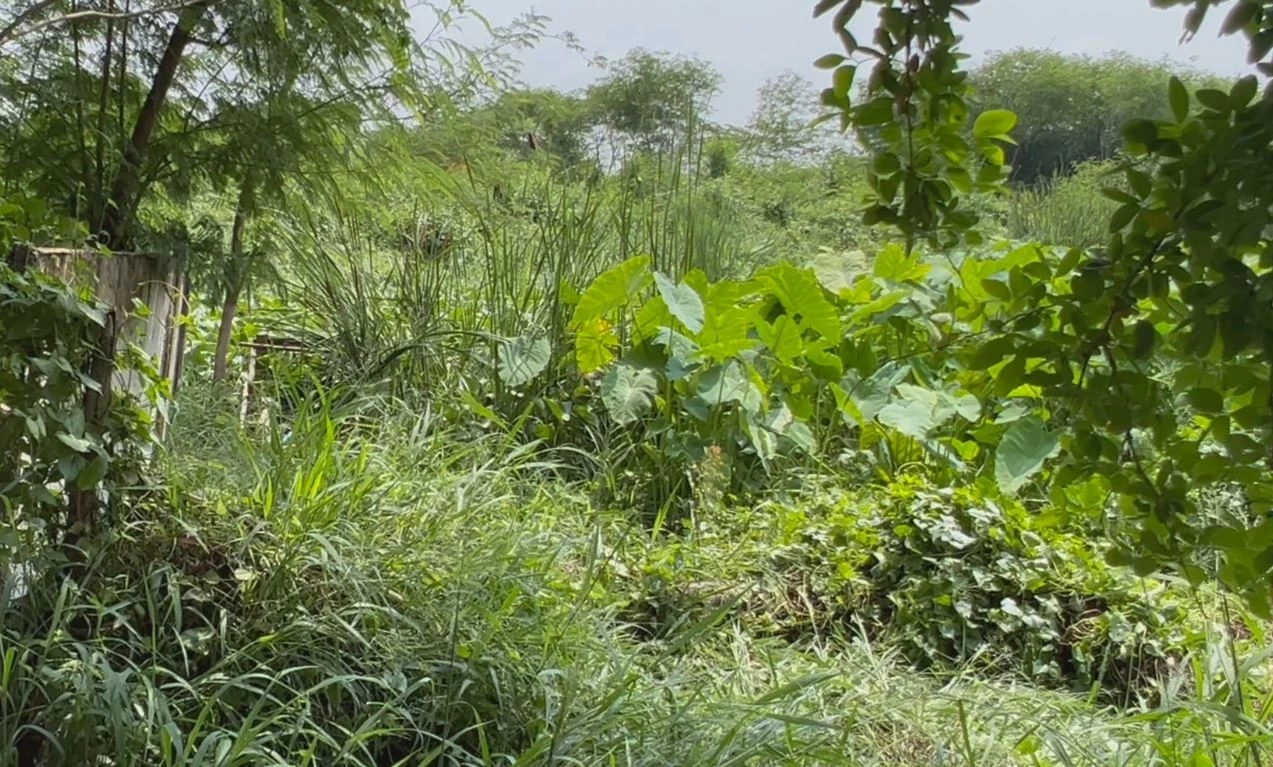 ชายสักลายถูกพบเป็นศพริมหนองน้ำ ที่แท้เป็นผู้ป่วยที่หายจาก รพ. เมื่อสัปดาห์ก่อน