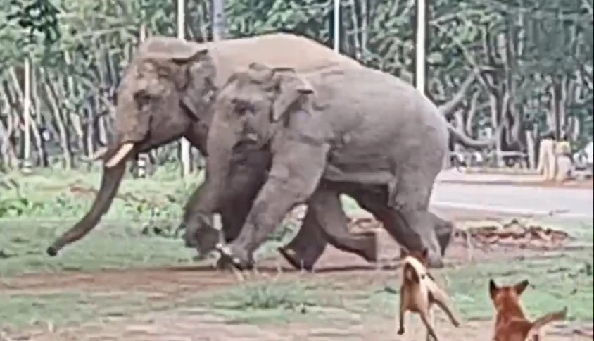 ภาพน่ารัก! ช้างป่าวิ่งหนีฝูงสุนัขเจ้าถิ่นไล่ต้อน หลังบุกหากินใจกลางชุมชน