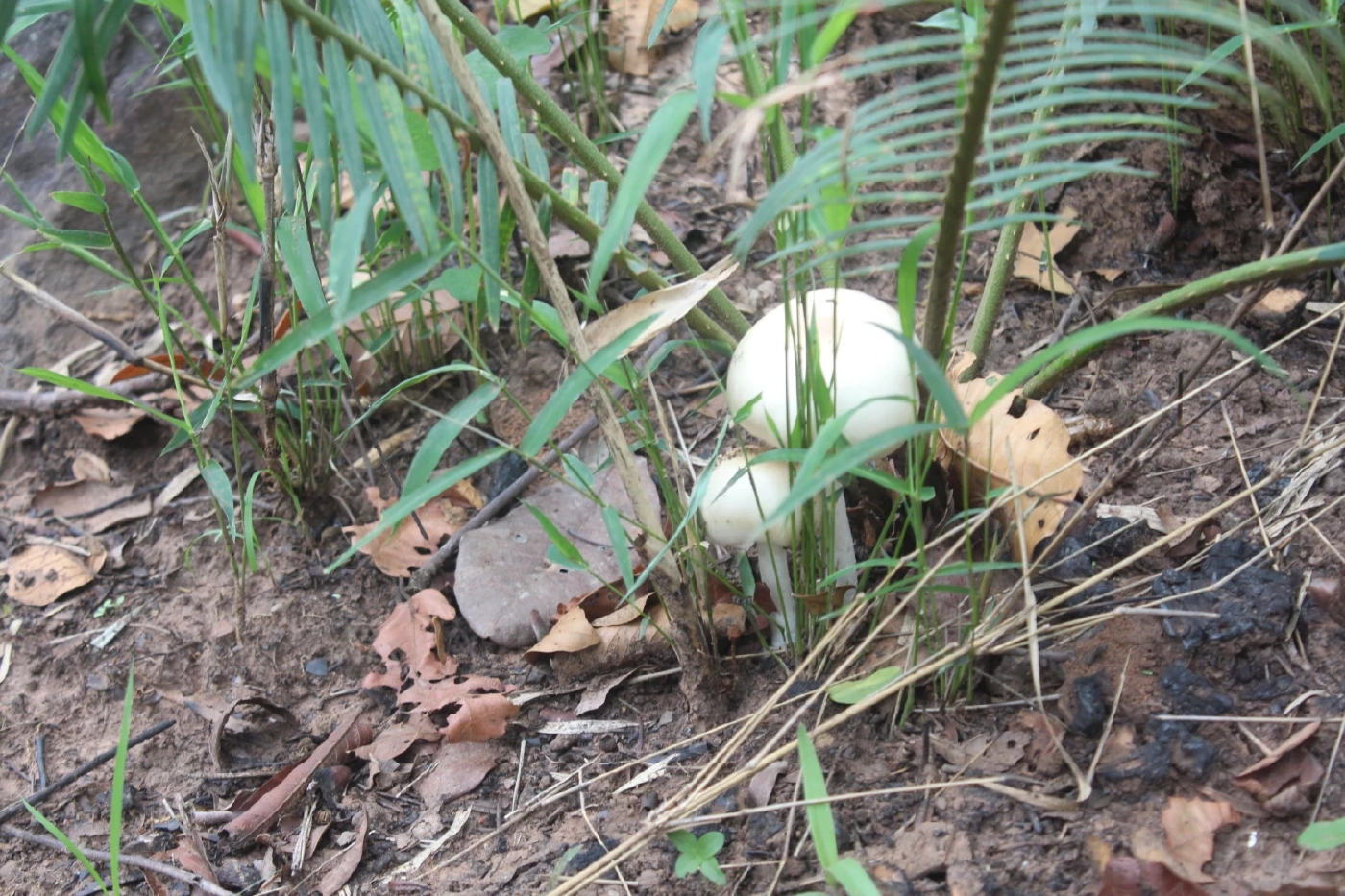 แพทย์เตือนหน้าฝน ระวังเก็บเห็ดพิษมาบริโภค เสี่ยงอันตรายถึงชีวิต