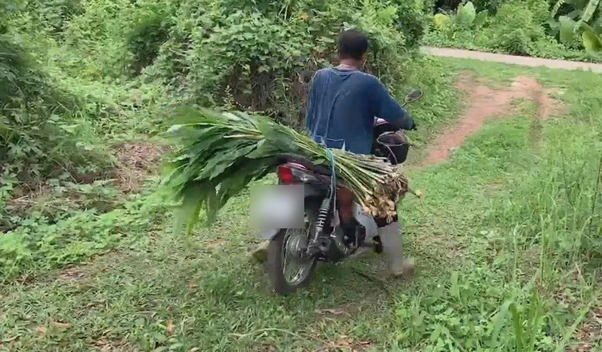 ไม่เกรงใจผี? ลุงวัย 56 เก็บหัวกระทือในป่าช้า กิน-ขายสร้างรายได้