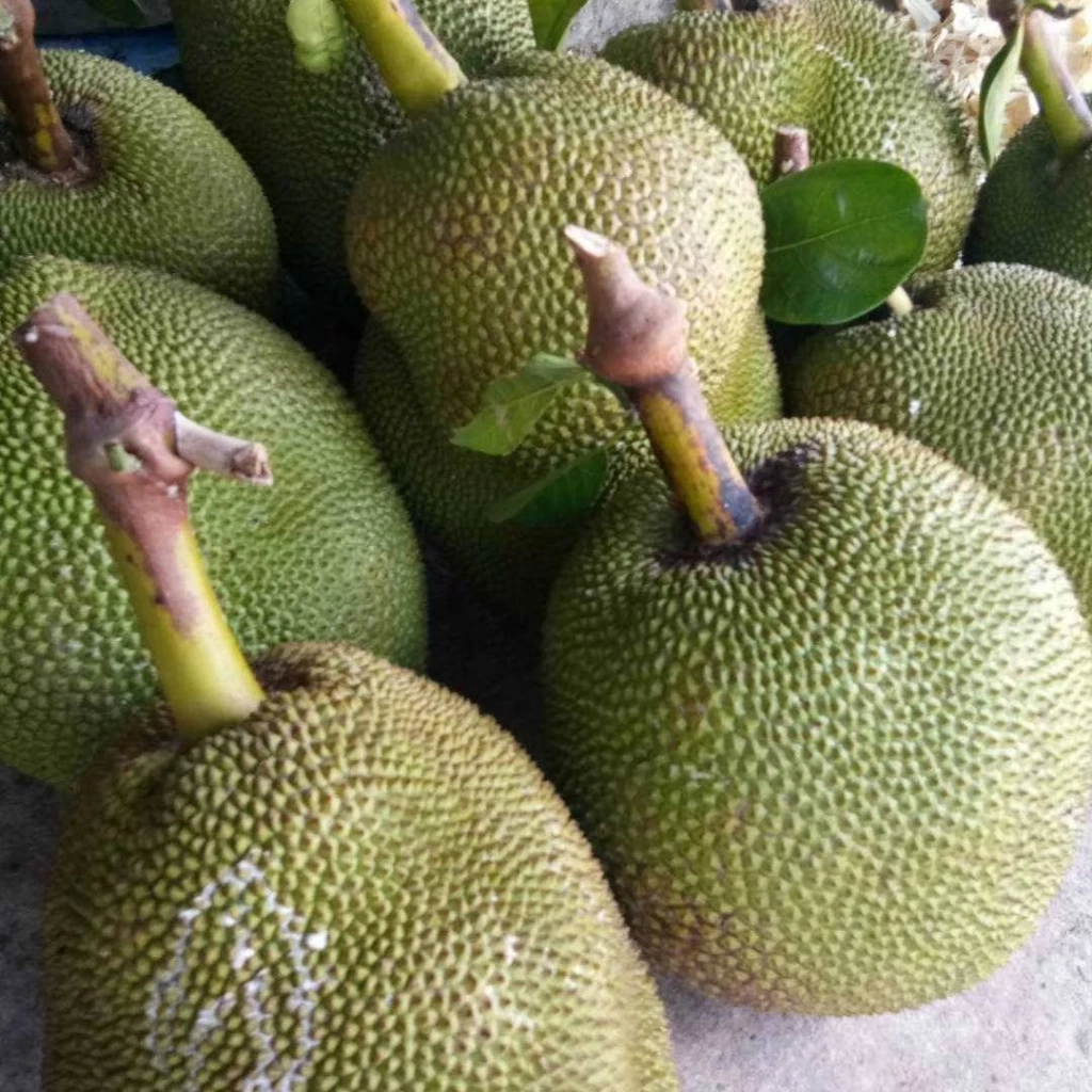 “ขนุนหนองเหียงชลบุรี” ขึ้นทะเบียน GI  โกยเงินเข้าชุมชนกว่า 850 ล้านบาทต่อปี