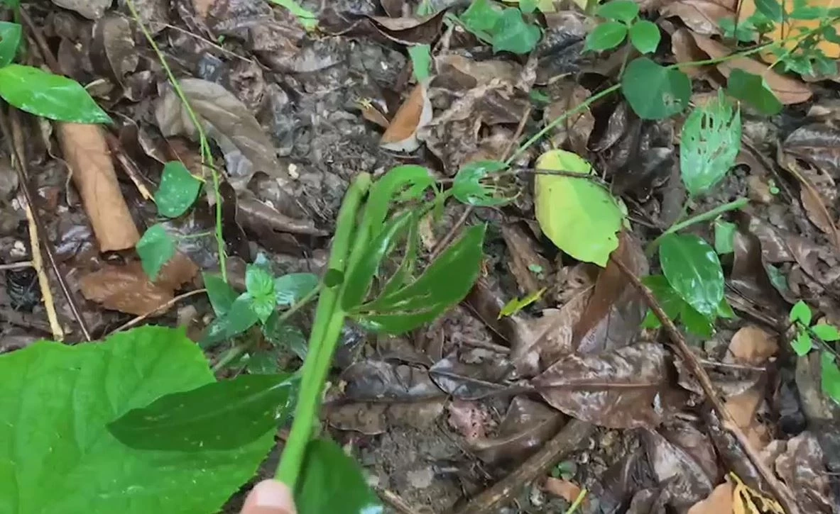 ไม่เกรงใจผี? ลุงวัย 56 เก็บหัวกระทือในป่าช้า กิน-ขายสร้างรายได้