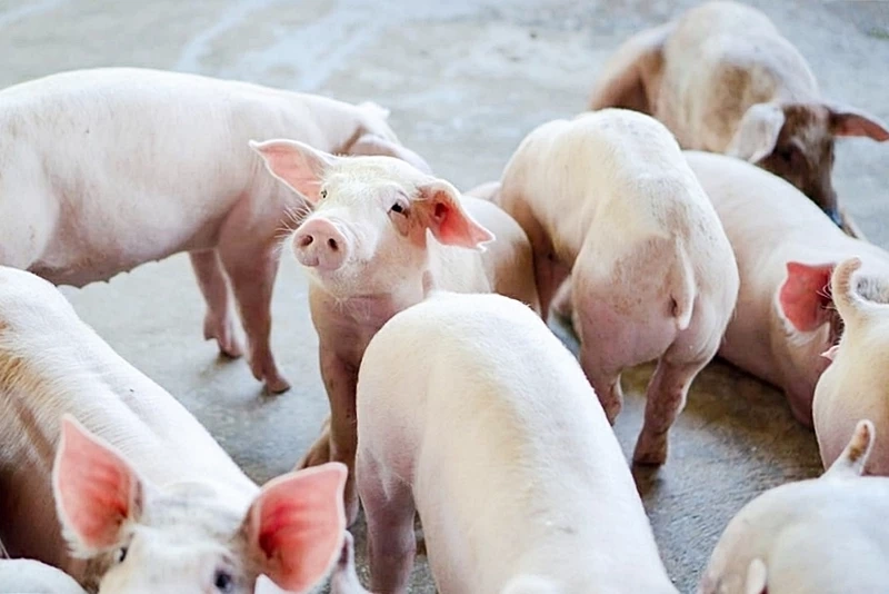 กรมปศุสัตว์ออกโรงเตือนผู้บริโภคระวัง "หมูเถื่อน"เสี่ยงอันตราย