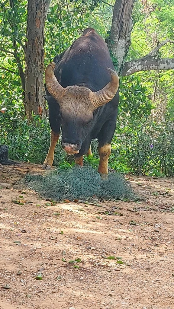 เปิดเทอม เด็ก นร. ตื่นเต้น "เจ้าทองดี" กระทิงป่าวังน้ำเขียว มาเยี่ยมถึงโรงเรียน