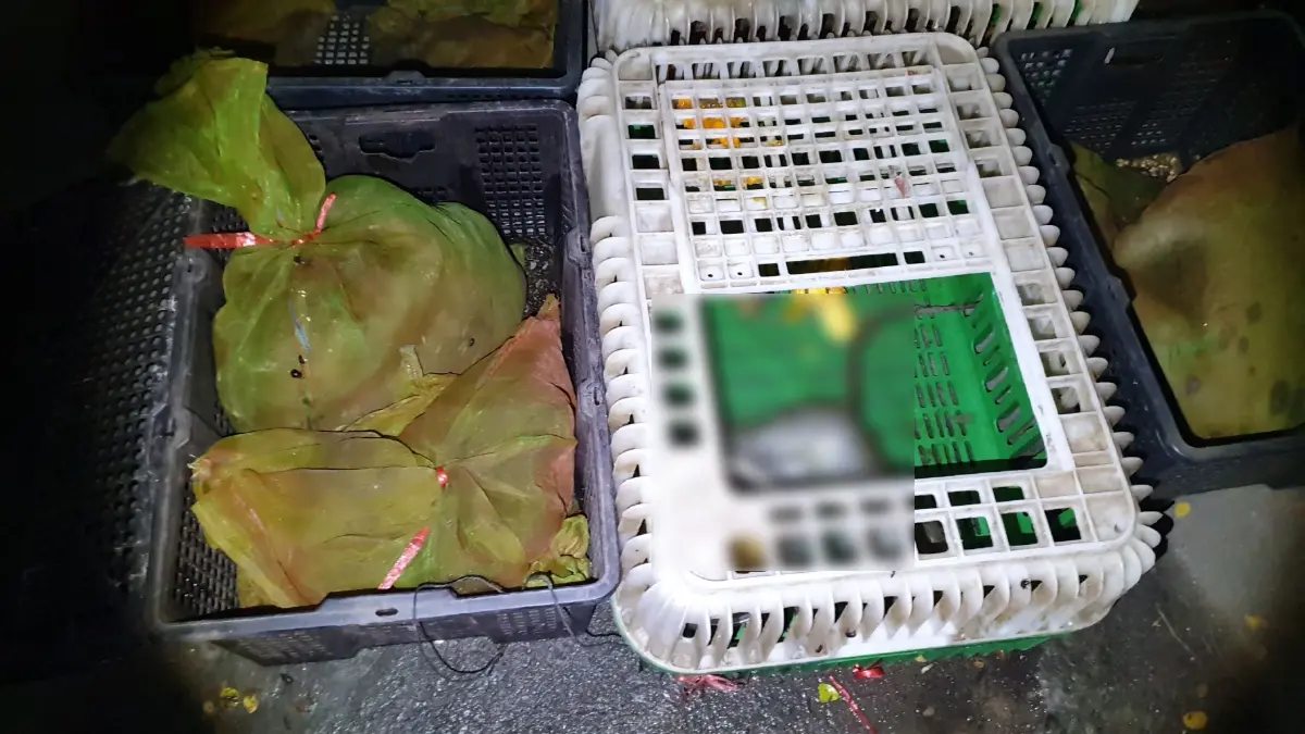 สลดใจ พบลิงแสมนับสิบถูกขังหิวตาย เหตุแก๊งจับลิงไม่สารภาพความจริง