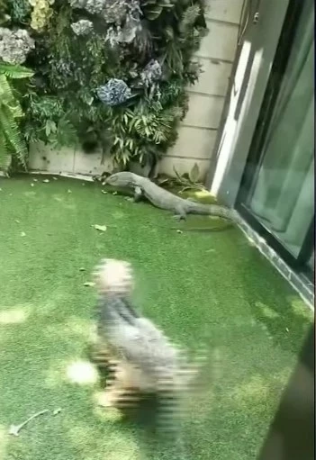 "ไอซ์ ปรีชญา" พูดแล้ว สั่งไซยาไนด์มาจากไหน พร้อมเผยคลิปหลอนสัตว์บุกบ้าน