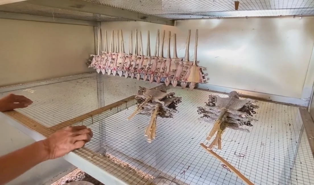 หมู่บ้านอาชีพแปลก แปรรูปตุ๊กแกอบแห้งส่งจีน โกยเดือนละแสน