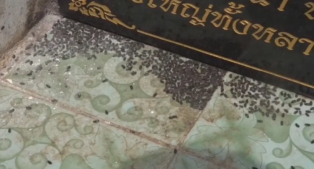แมลงปีกแข็งบุกโบสถ์เก่าแก่อายุมากกว่า 200 ปี วัด จ.ปราจีนบุรี