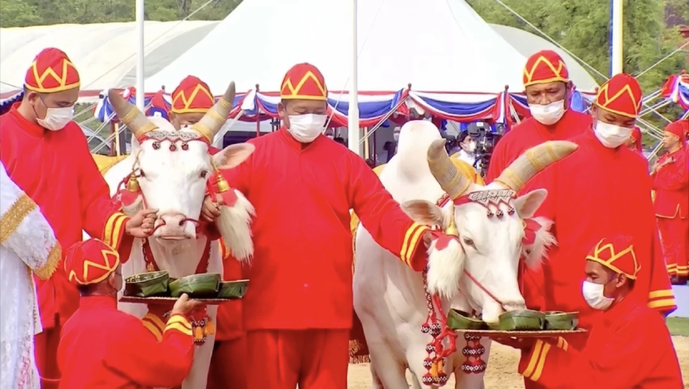 เปิดคำเสี่ยงทายผ้า และ "พระโค"กินเลี้ยง ในวันพืชมงคล 2566