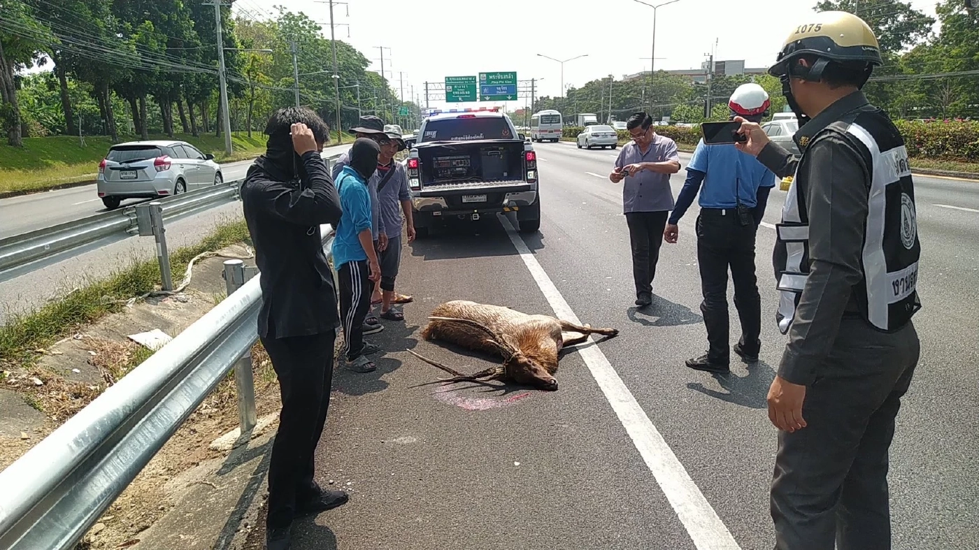 มายังไง? กวางตัวใหญ่วิ่งตัดหน้ารถ ถูกชนตาย หน้า ม.มหิดล ศาลายา