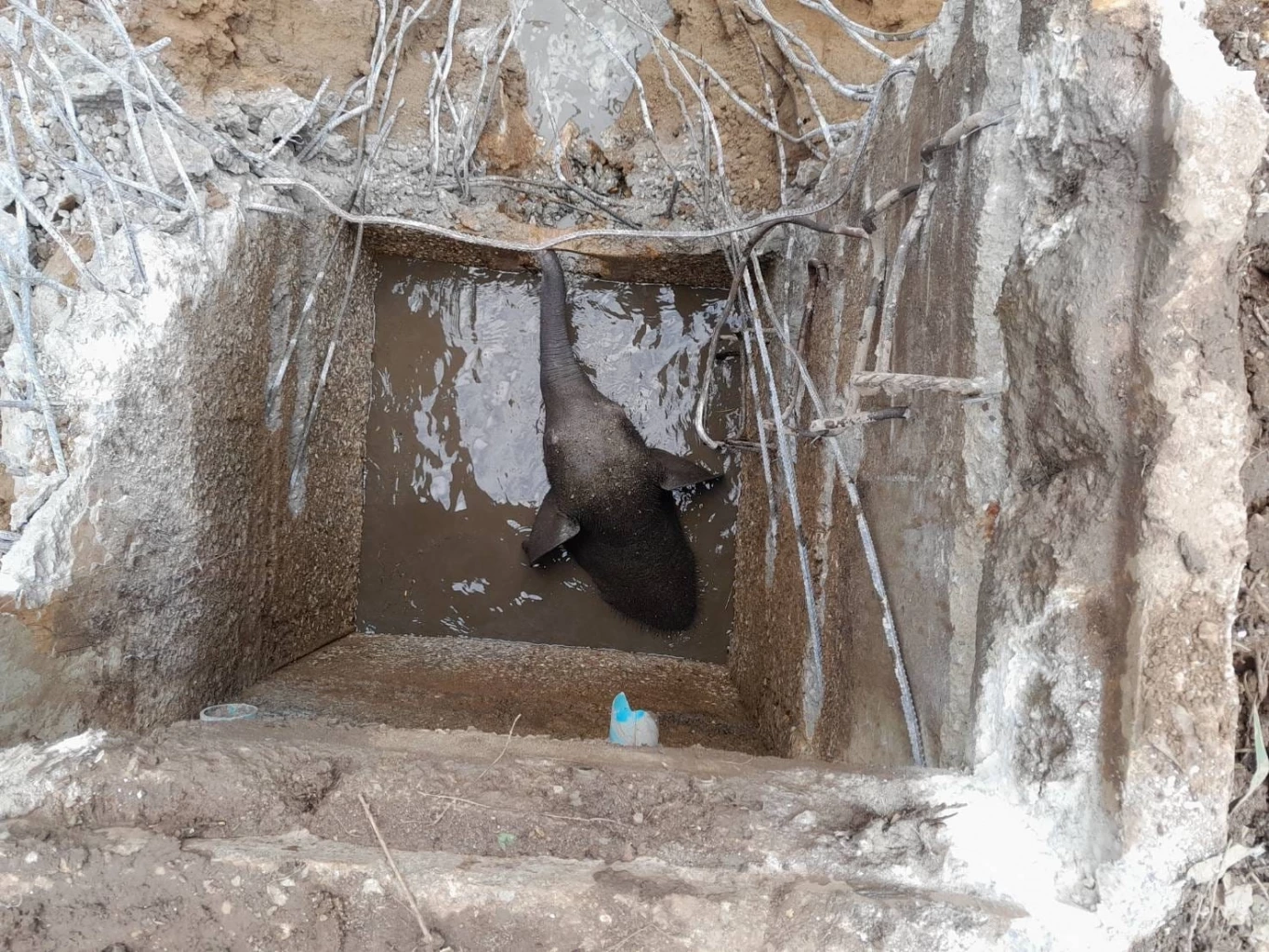 ปลอดภัยแล้ว! ช่วยลูกช้างป่า ตกท่อระบายน้ำ ลึก 2 เมตร แม่ช้างเฝ้าลูกไม่ห่าง