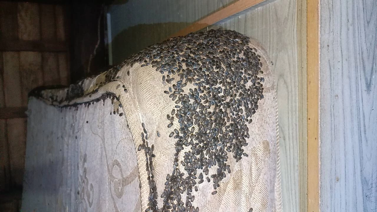 ยุ่บยั่บไปหมด! กองทัพ "แมลงปีกแข็ง" บุกบ้าน ต้องกางเต็นท์นอนในบ้านตัวเอง