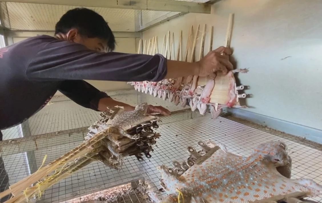 หมู่บ้านอาชีพแปลก แปรรูปตุ๊กแกอบแห้งส่งจีน โกยเดือนละแสน