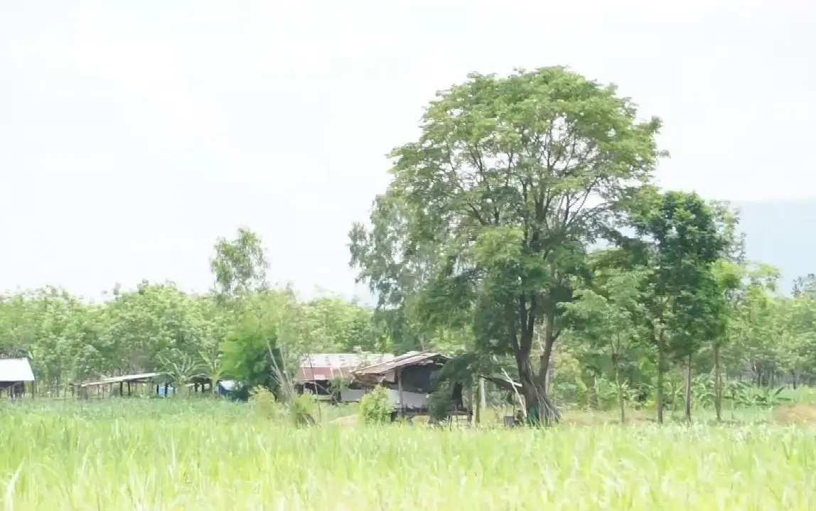 ชาวบ้านผวา ช้างป่าภูหลวงยังวนเวียน หากินในพื้นที่ 2 ตำบล