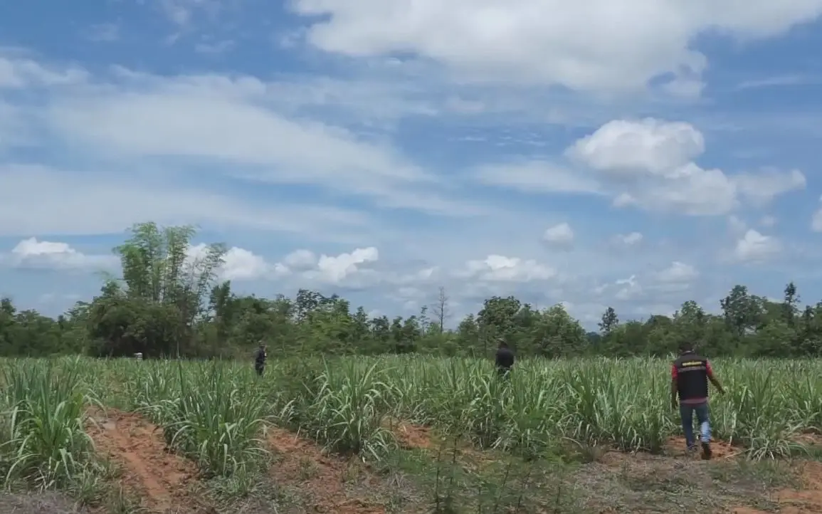 ชาวบ้านผวา ช้างป่าภูหลวงยังวนเวียน หากินในพื้นที่ 2 ตำบล
