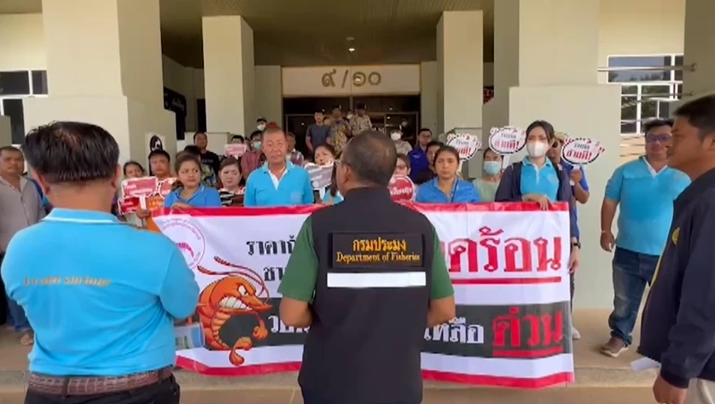 เกษตรกรกุ้งกระบี่โอด ราคากุ้งร่วงหนัก เหลือ กก.ละ 40 บาท ขอรัฐบาลเร่งช่วย