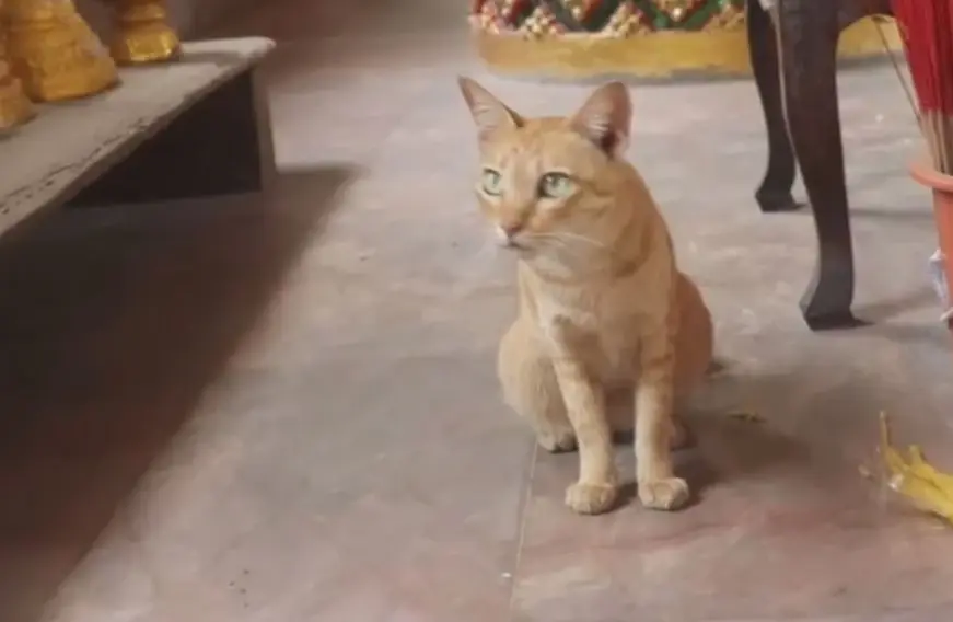 เปิดตำนาน แก้บนปลาทู "หลวงพ่อทิพย์" วัดอัมพวัน จ.อ่างทอง