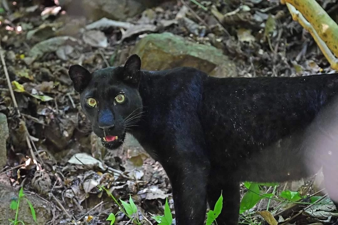 สุดน่ารัก! ครอบครัวแม่ลูกเสือดำแก่งกระจาน โชว์ตัวอวดโฉม นทท.