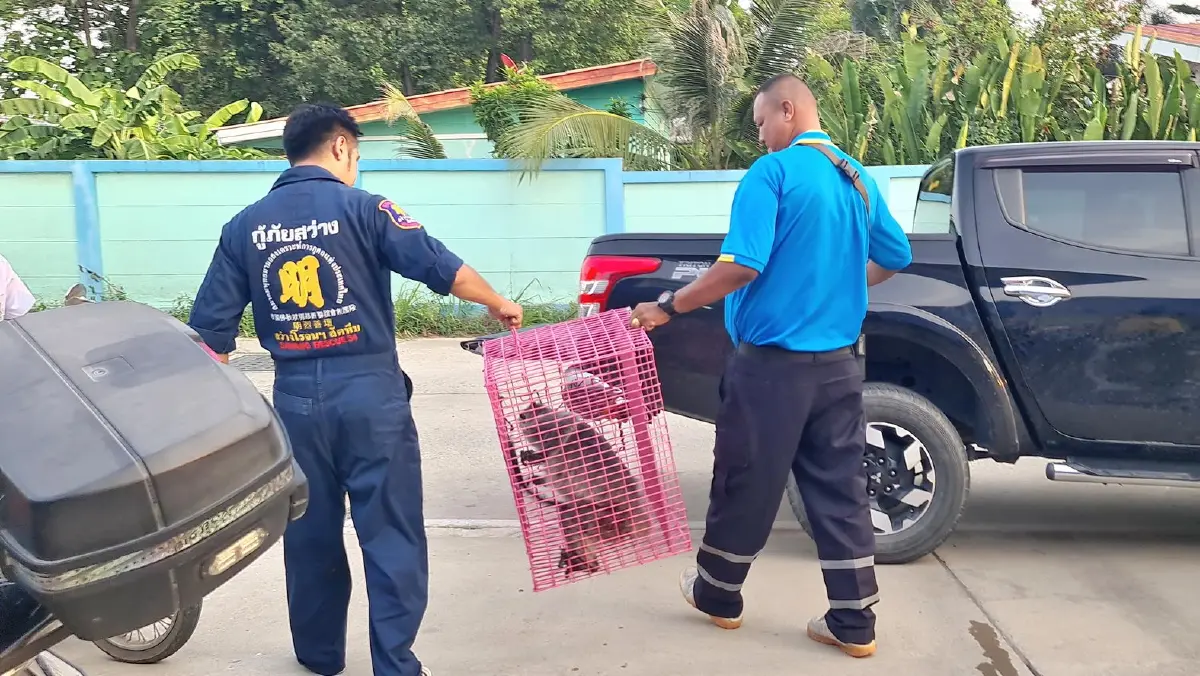 ผู้ใหญ่บ้านสัตหีบ ช่วยชีวิต "ค่างเทา" ถูกฝูงสุนัขรุมกัด