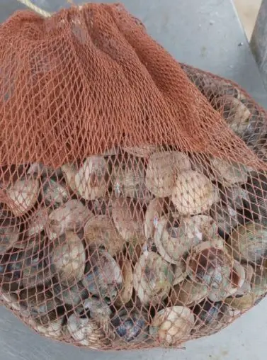 หญิงวัย 39 ออกหาหอยกลางพายุฝน ถูกฟ้าผ่าดับกลางหาดที่เกาะช้าง