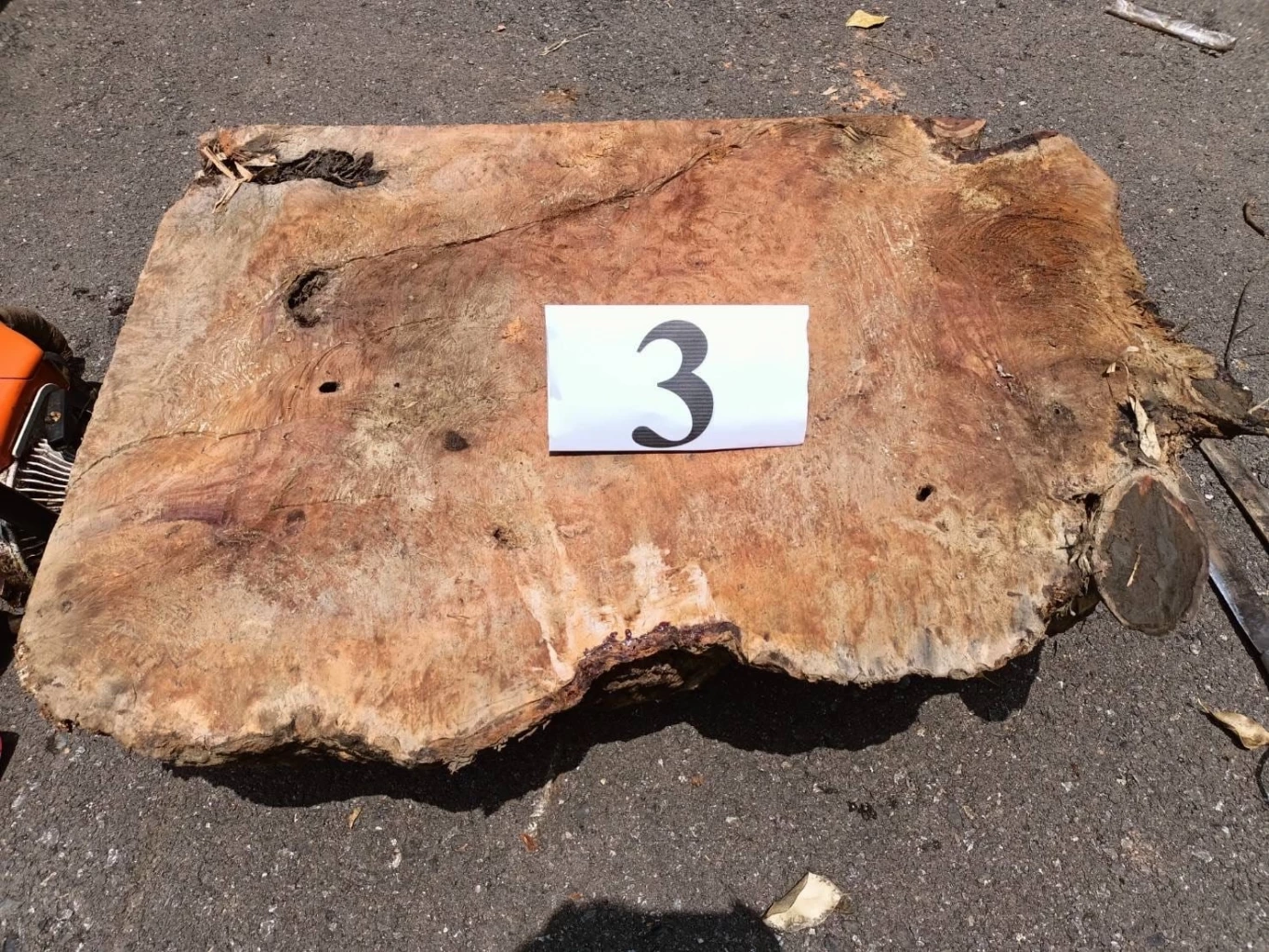 รวบ 8 มอดไม้ ลักลอบแปรรูปไม้ประดู่ เขต อช.ศรีลานนา อึ้ง! ผญบ.หัวหน้าแก๊ง