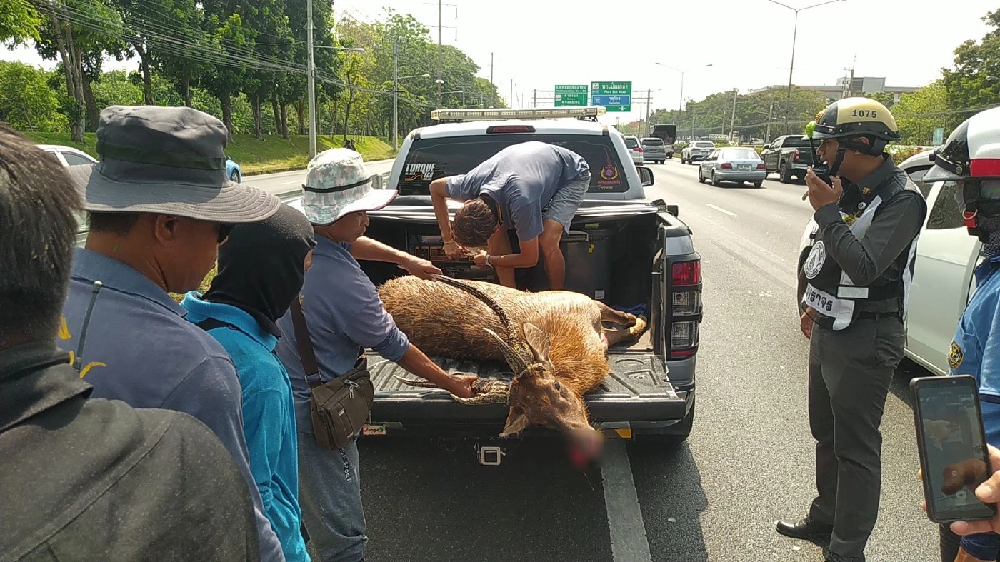 มายังไง? กวางตัวใหญ่วิ่งตัดหน้ารถ ถูกชนตาย หน้า ม.มหิดล ศาลายา