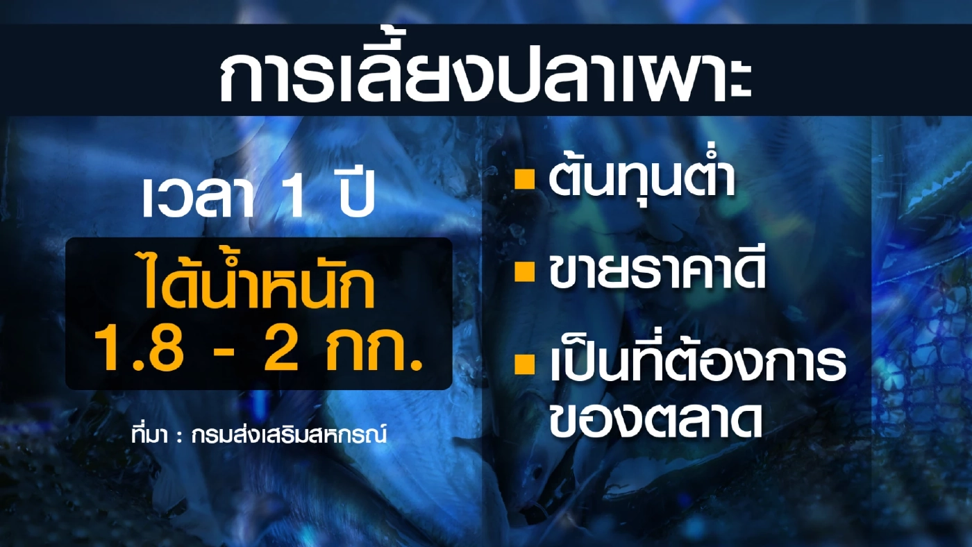 สหกรณ์นครพนมหนุนเลี้ยง 'ปลาเผาะ' แก้หนี้