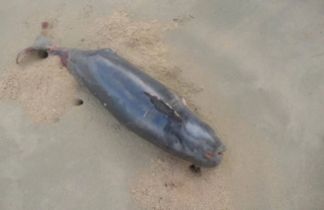 พบซาก "โลมาหัวบาตร" ถูกคลื่นซัดเกยหาดหลังเกาะ จ.กระบี่