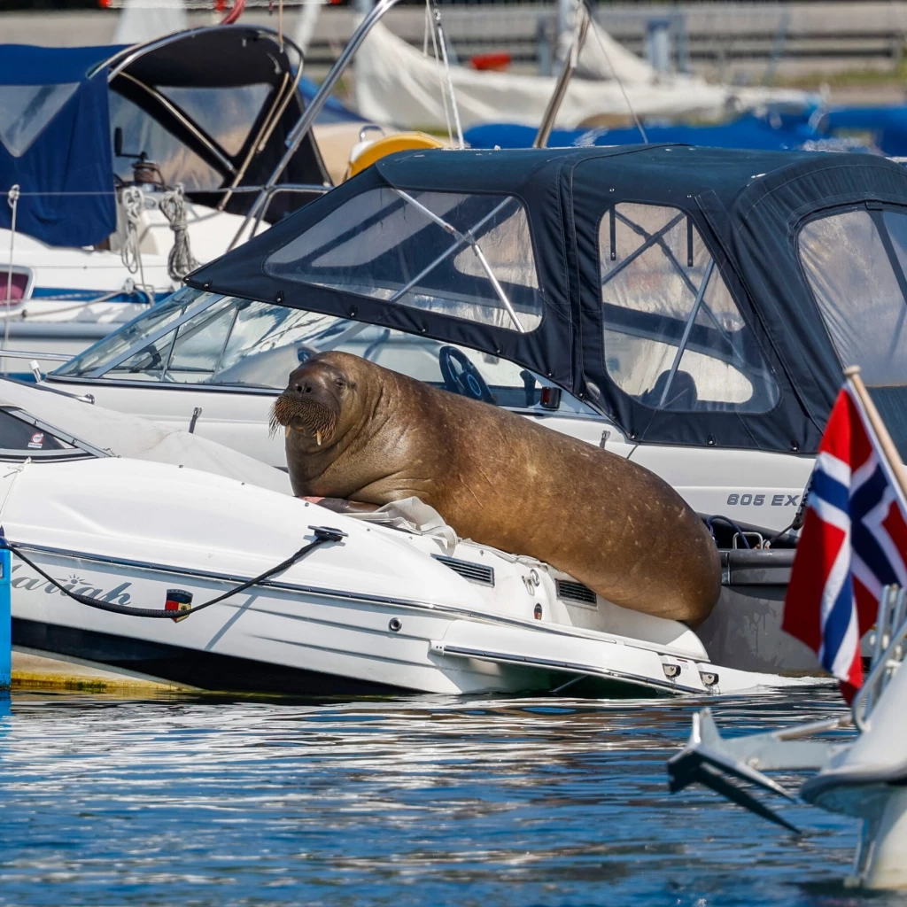 "เฟรยา" วอรัสที่คนรักทั้งโลกกลับมาแล้ว