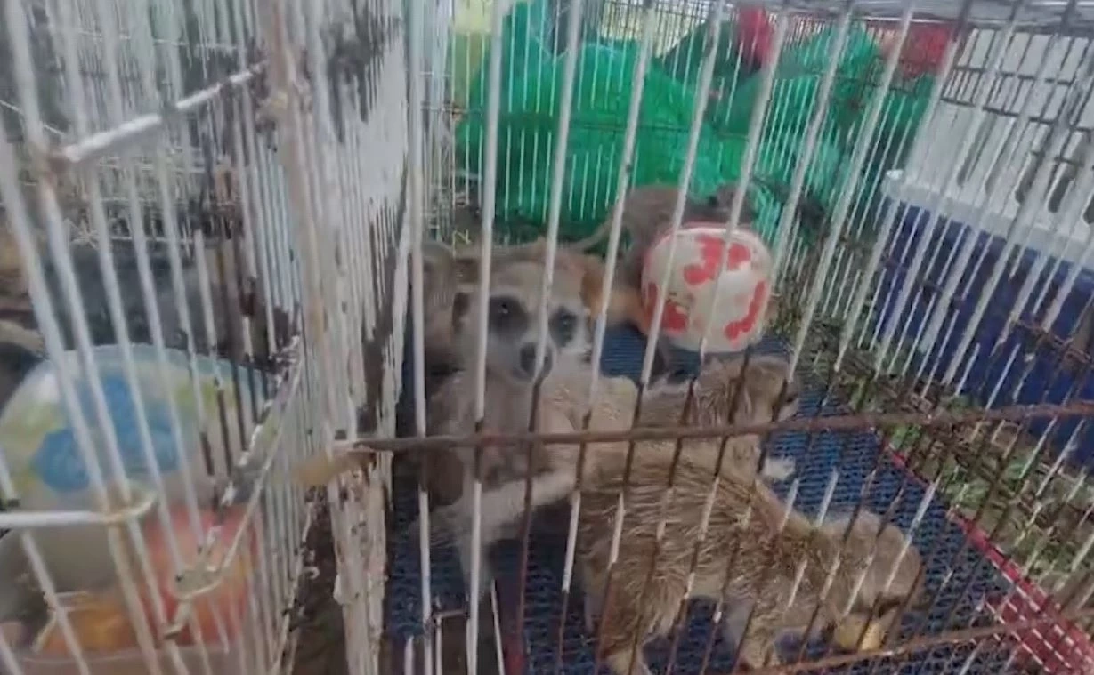 ตร. ตรวจยึดสัตว์ป่า เตรียมส่งขายประเทศเพื่อนบ้าน จ่อขยายผลคนทำผิด