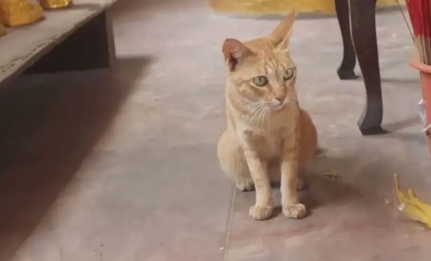 เปิดตำนาน แก้บนปลาทู "หลวงพ่อทิพย์" วัดอัมพวัน จ.อ่างทอง