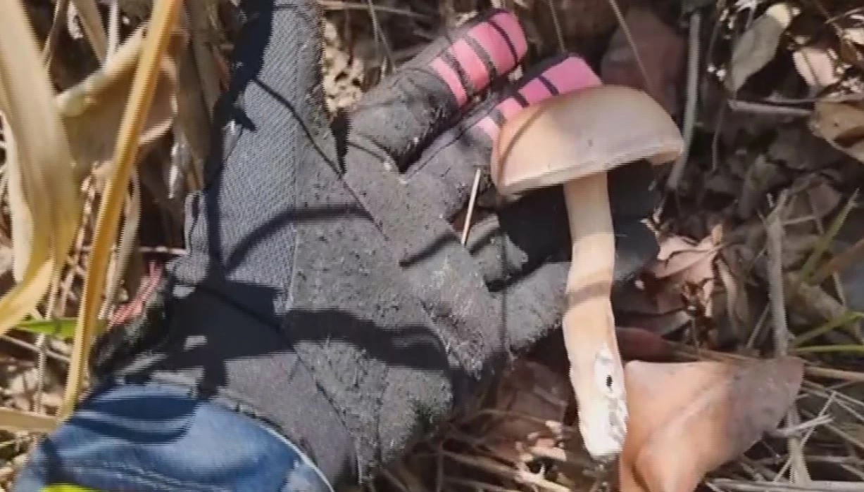 บึงกาฬร้อนชื้น "เห็ดขม" ออก ชาวบ้านเก็บกิน เหลือขายสร้างรายได้