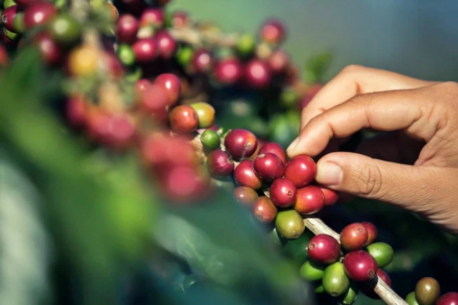 เชื่อหรือไม่? รสชาติกาแฟกำลังแย่ลง เพราะอุณหภูมิโลกที่สูงขึ้น!!