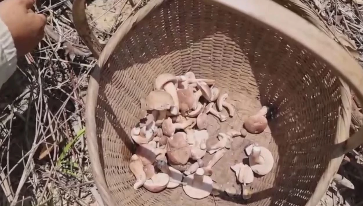 บึงกาฬร้อนชื้น "เห็ดขม" ออก ชาวบ้านเก็บกิน เหลือขายสร้างรายได้