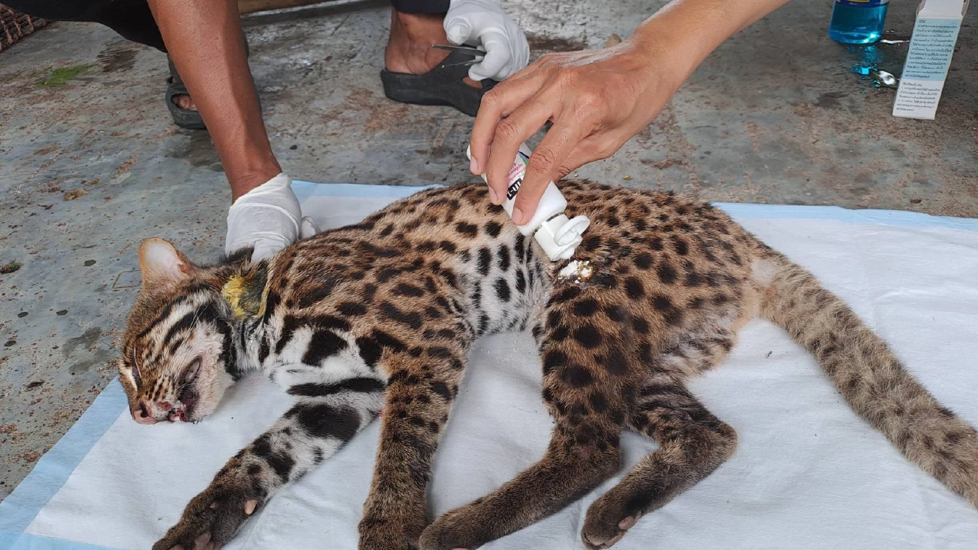 สถานีเพาะเลี้ยงสัตว์ป่าพังงา เร่งช่วยชีวิต "แมวดาว" ถูกรถชนบาดเจ็บหนัก