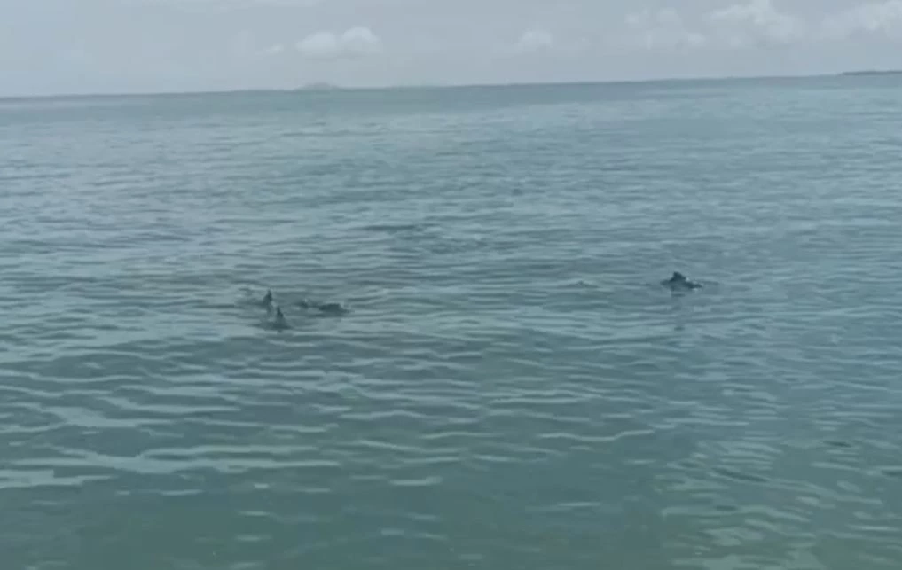 ฮือฮา! พบฝูงโลมานับสิบตัว โผล่ปากอ่าวปากบารา จ.สตูล