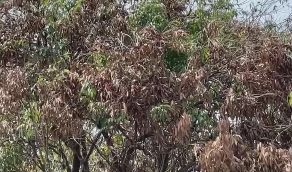 อากาศร้อนจัด ลิ้นจี่สมุทรสงครามยืนต้นตาย เสียหายครึ่งสวน