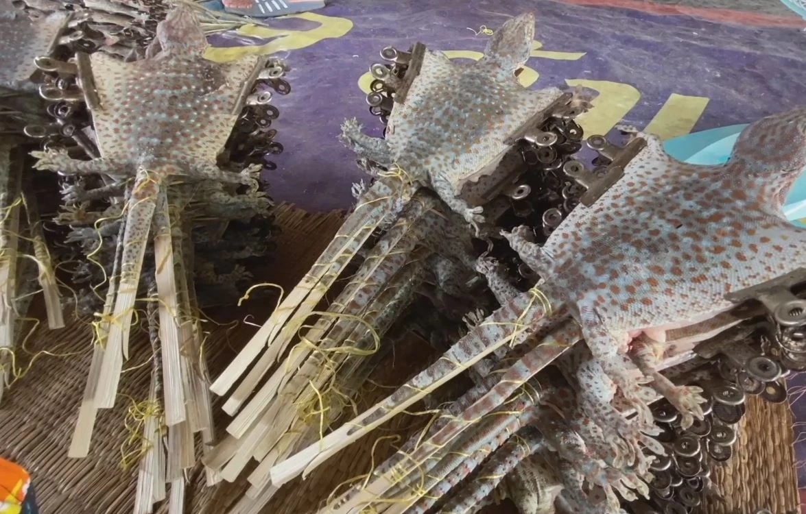 หมู่บ้านอาชีพแปลก แปรรูปตุ๊กแกอบแห้งส่งจีน โกยเดือนละแสน