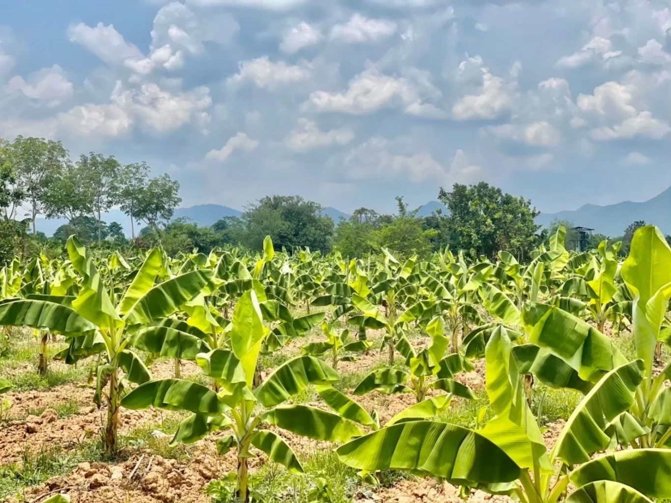 “กล้วยหอมทองหนองบัวแดง” สินค้า GI ตัวล่าสุด ดันส่งออกไปตลาดญี่ปุ่น