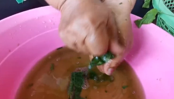 การคั้นน้ำใบย่านางเพื่อใส่ในแกงหน่อไม้