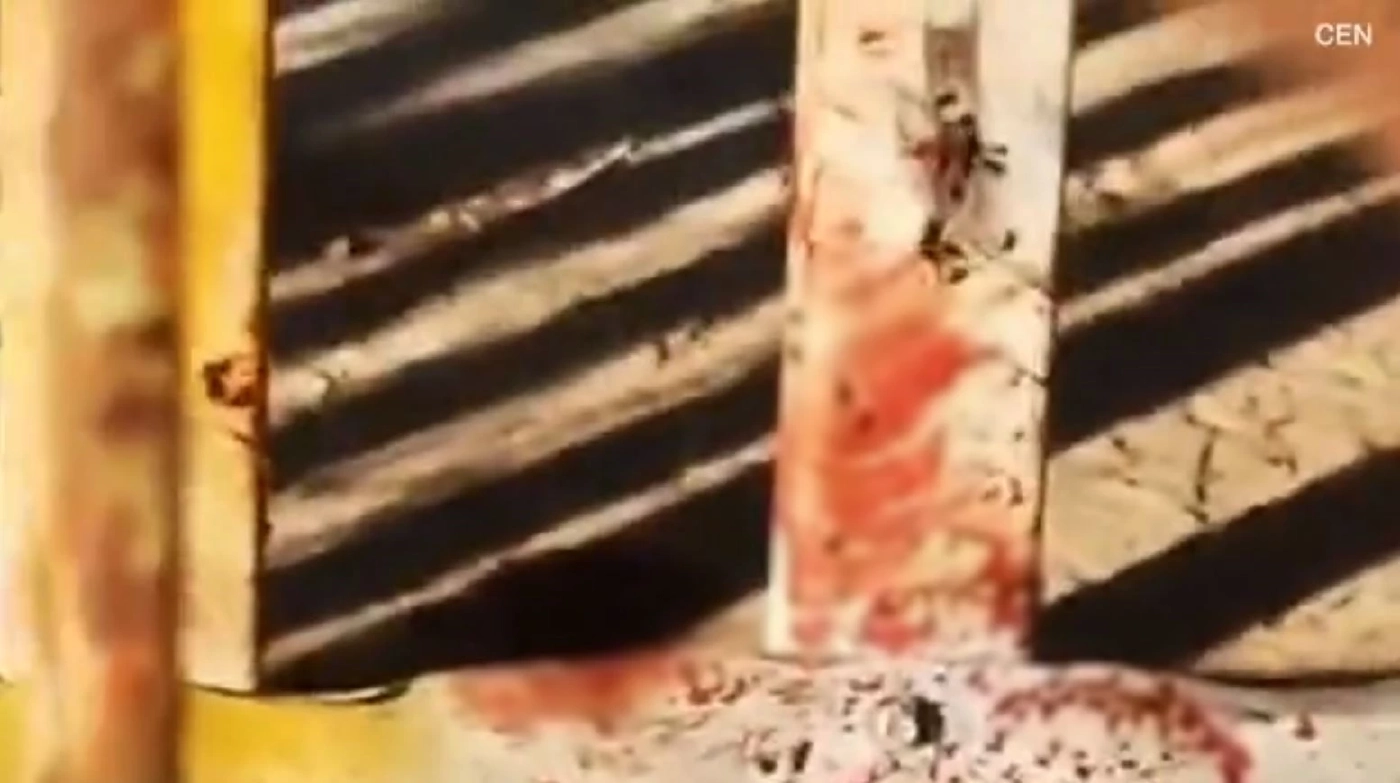 เด็กปาเลสไตน์ถูกสิงโตสวนสัตว์ขย้ำเสียชีวิต (คลิป)