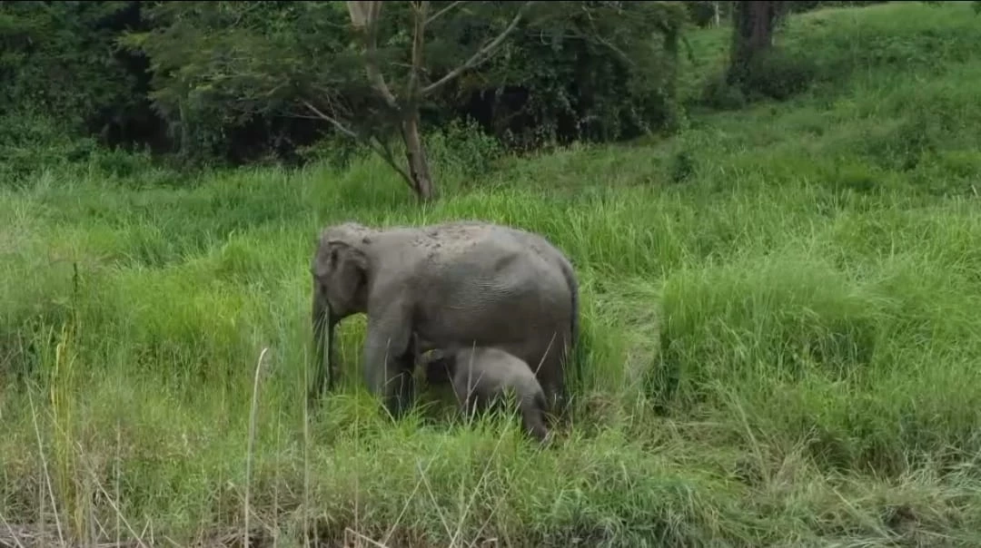 ปลอดภัยแล้ว! ช่วยลูกช้างป่า ตกท่อระบายน้ำ ลึก 2 เมตร แม่ช้างเฝ้าลูกไม่ห่าง