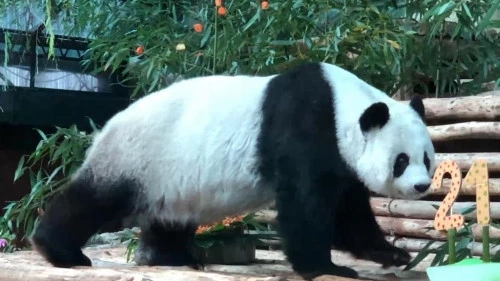 "แพนด้าหลินฮุ่ย" "ทูตสันถวไมตรี" ระหว่างประเทศไทย - จีน 
