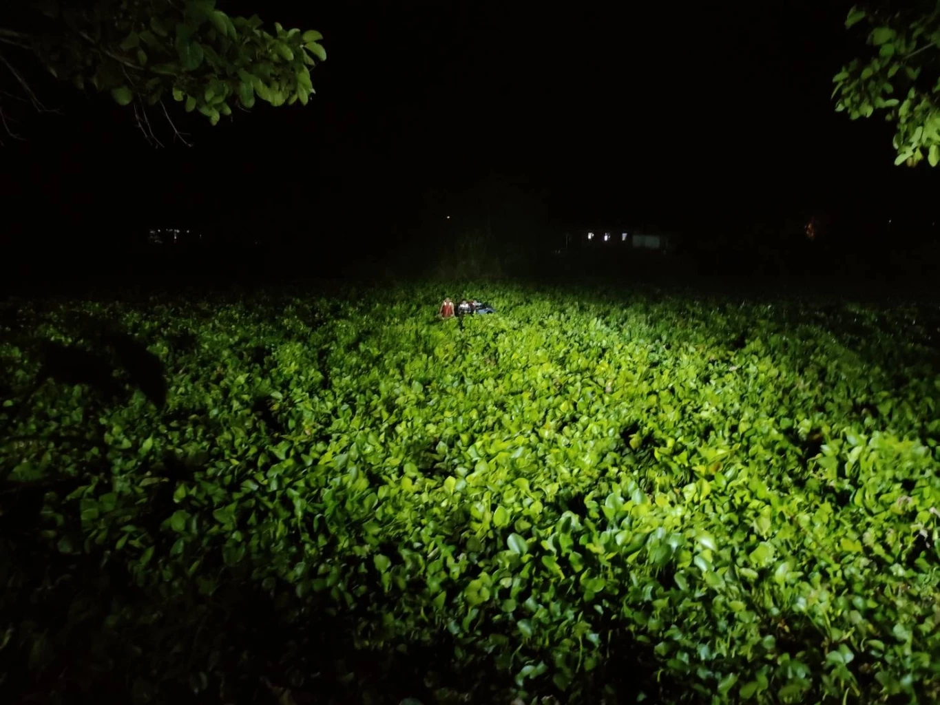 ระทึก! หนุ่มซิ่งเจ็ตสกีไปกินข้าว พลาดท่าติดกอผักตบชวา นานกว่า 4 ชม.