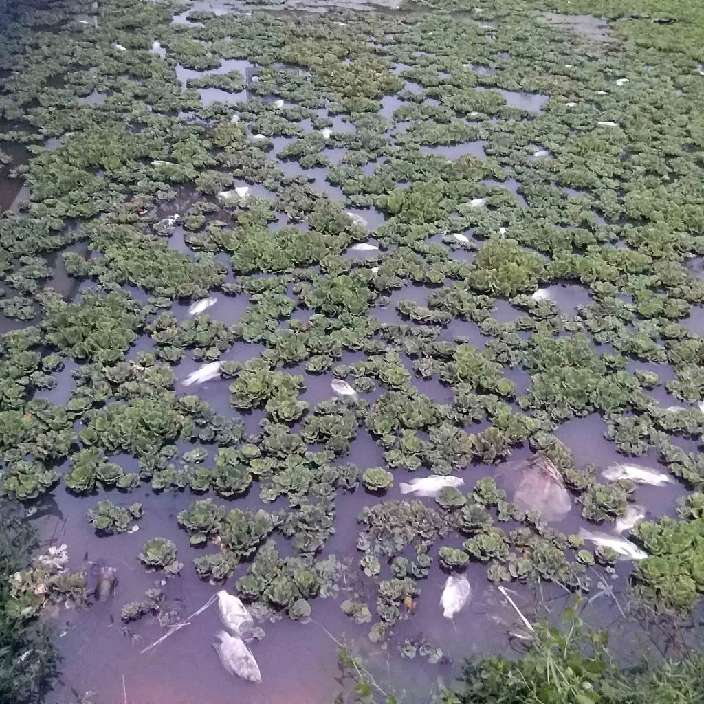 ชาวบ้านวอนตรวจสอบ ปลาตายเกลื่อน ในสระน้ำริมถนนกลางเมืองสระแก้ว