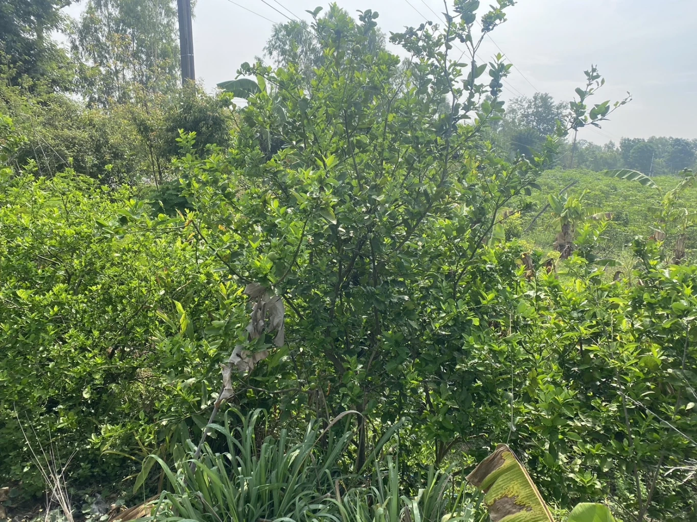 หนุ่มอยากเป็นพ่อค้ามะนาว เจ้าของสวนไม่ขายให้ ฉุน! คว้าโทรศัพท์ทุบหัวแตก