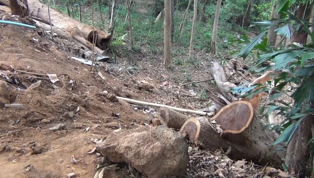 It's beautiful!  30 robbers invaded and robbed the middle of the Siamese rosewood.  From the Botanical Garden, Roi Et Province