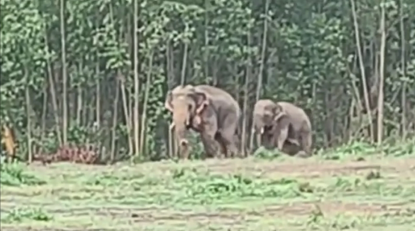 ภาพน่ารัก! ช้างป่าวิ่งหนีฝูงสุนัขเจ้าถิ่นไล่ต้อน หลังบุกหากินใจกลางชุมชน