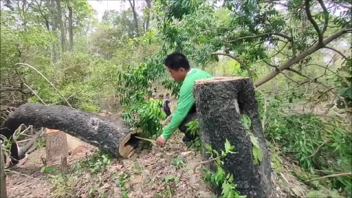 หนุ่มใหญ่โค่นต้นไม้ไล่ตะกวด ถูกล้มทับดับ ชาวบ้านเชื่อ อาถรรพ์ป่าช้าเก่า